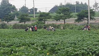 햇살처럼영농조합님의 8월 내 작물 자랑하기 · 참여글 작성글 사진