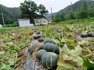 전락구님의 8월 내 작물 자랑하기 · 참여글 작성글 사진