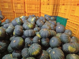 전락구님의 8월 내 작물 자랑하기 · 참여글 작성글 사진