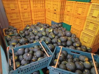 전락구님의 8월 내 작물 자랑하기 · 참여글 작성글 사진