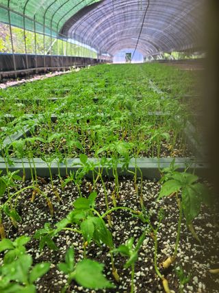 정지원님의 8월 내 작물 자랑하기 · 참여글 작성글 사진