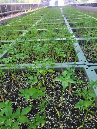 정지원님의 8월 내 작물 자랑하기 · 참여글 작성글 사진