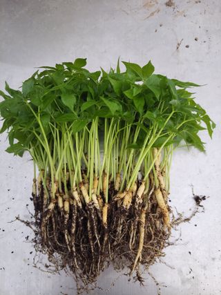 정지원님의 8월 내 작물 자랑하기 · 참여글 작성글 사진