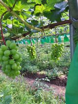 팜모닝 8월 내 작물 자랑하기·참여글 게시글 이미지