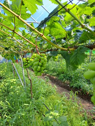 강충걸님의 8월 내 작물 자랑하기 · 참여글 작성글 사진