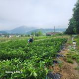 팜모닝 8월 내 작물 자랑하기·참여글 게시글 이미지