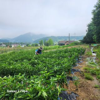 문정주님의 8월 내 작물 자랑하기 · 참여글 작성글 사진