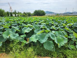 연꽃님의 8월 내 작물 자랑하기 · 참여글 작성글 사진