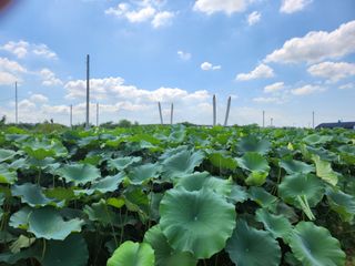 연꽃님의 8월 내 작물 자랑하기 · 참여글 작성글 사진
