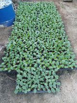 팜모닝 8월 내 작물 자랑하기·참여글 게시글 이미지