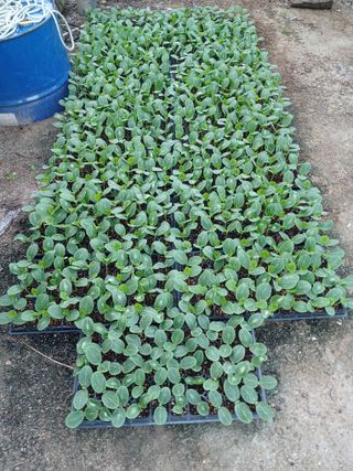 879412님의 8월 내 작물 자랑하기 · 참여글 작성글 사진