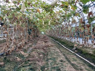 879412님의 8월 내 작물 자랑하기 · 참여글 작성글 사진