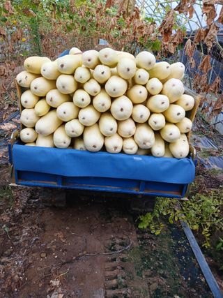 879412님의 8월 내 작물 자랑하기 · 참여글 작성글 사진