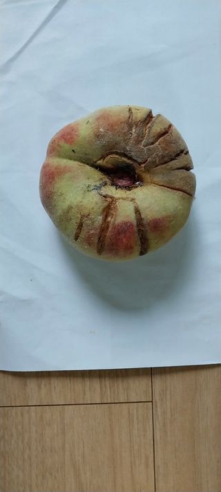 감자7294님의 8월 내 작물 자랑하기 · 참여글 작성글 사진