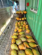 팜모닝 8월 내 작물 자랑하기·참여글 게시글 이미지