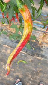 팜모닝 고추·병해충상담 게시글 이미지