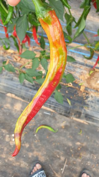 오주아님의 고추 · 병해충상담 작성글 사진