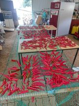 팜모닝 8월 내 작물 자랑하기·참여글 게시글 이미지