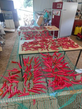 엉터리초보님의 8월 내 작물 자랑하기 · 참여글 작성글 사진