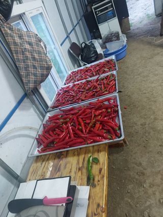 엉터리초보님의 8월 내 작물 자랑하기 · 참여글 작성글 사진