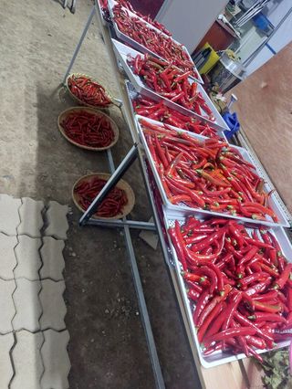 엉터리초보님의 8월 내 작물 자랑하기 · 참여글 작성글 사진