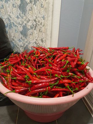 나홀로농부님의 8월 내 작물 자랑하기 · 참여글 작성글 사진