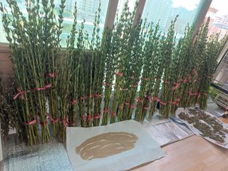 콩16084님의 8월 내 작물 자랑하기 · 참여글 작성글 사진