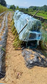 팜모닝 참깨·영농일지 게시글 이미지