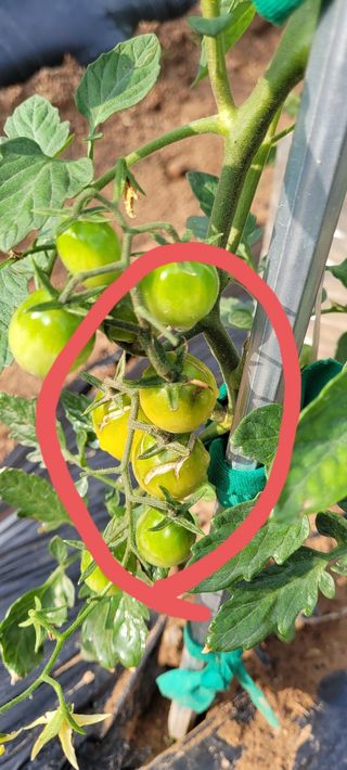 참농부님의 토마토 · 병해충상담 작성글 사진