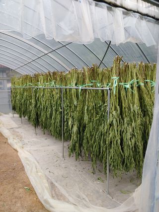 우상철님의 8월 내 작물 자랑하기 · 참여글 작성글 사진