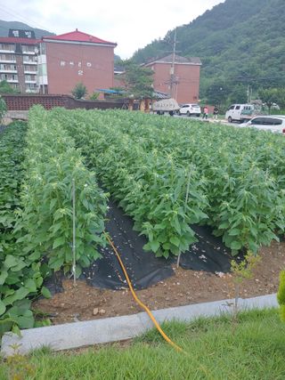 우상철님의 8월 내 작물 자랑하기 · 참여글 작성글 사진