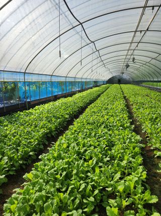 나주 농부님의 8월 내 작물 자랑하기 · 참여글 작성글 사진