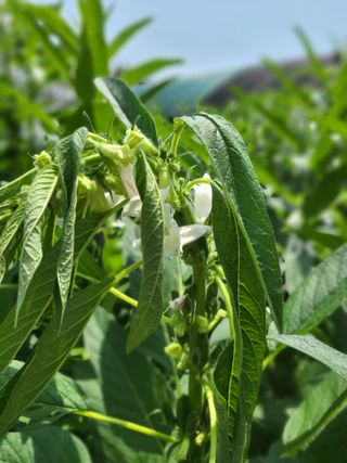 영농준비님의 8월 내 작물 자랑하기 · 참여글 작성글 사진