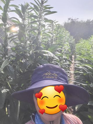 영농준비님의 8월 내 작물 자랑하기 · 참여글 작성글 사진