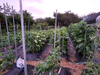 영농준비님의 8월 내 작물 자랑하기 · 참여글 작성글 사진