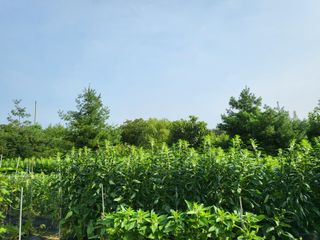 영농준비님의 8월 내 작물 자랑하기 · 참여글 작성글 사진