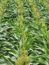 팜모닝 8월 내 작물 자랑하기·참여글 게시글 이미지