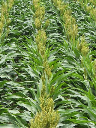 송기순님의 8월 내 작물 자랑하기 · 참여글 작성글 사진