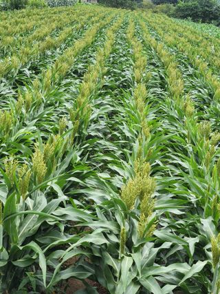 송기순님의 8월 내 작물 자랑하기 · 참여글 작성글 사진