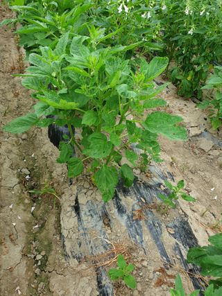 전원수님의 참깨 · 자유게시판 작성글 사진