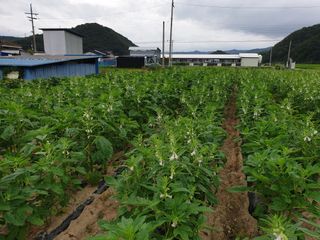전원수님의 참깨 · 자유게시판 작성글 사진