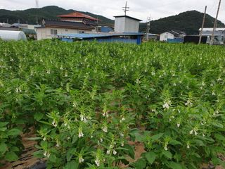 전원수님의 참깨 · 자유게시판 작성글 사진