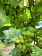 팜모닝 8월 내 작물 자랑하기·참여글 게시글 이미지