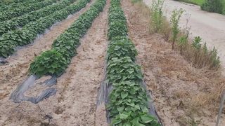 문세민님의 8월 내 작물 자랑하기 · 참여글 작성글 사진