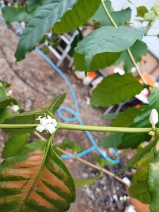 연옥님의 8월 내 작물 자랑하기 · 참여글 작성글 사진