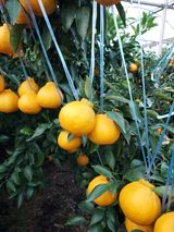 팜모닝 8월 내 작물 자랑하기·참여글 게시글 이미지