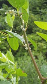 팜모닝 포도·병해충상담 게시글 이미지