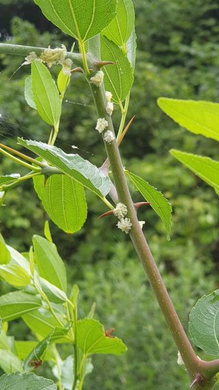 개천산방님의 포도 · 병해충상담 작성글 사진