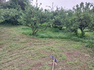 채정식님의 8월 내 작물 자랑하기 · 참여글 작성글 사진