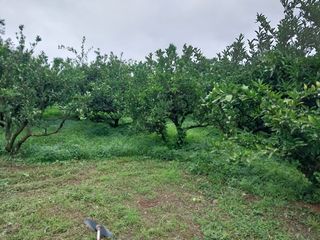 채정식님의 8월 내 작물 자랑하기 · 참여글 작성글 사진